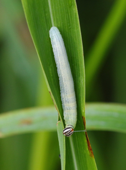 Clouded Skipper 
caterpillar